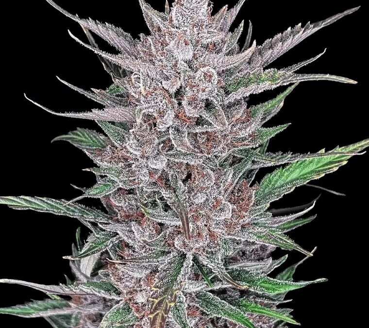 Comment choisir le meilleur produit CBD à Sète : Guide complet pour les débutants